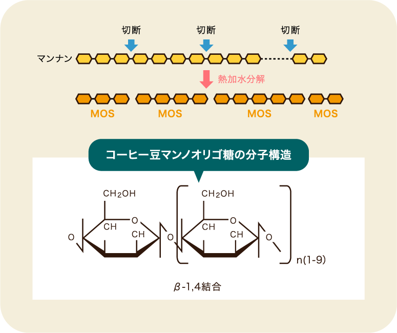 コーヒー豆マンノオリゴ糖の分子構造