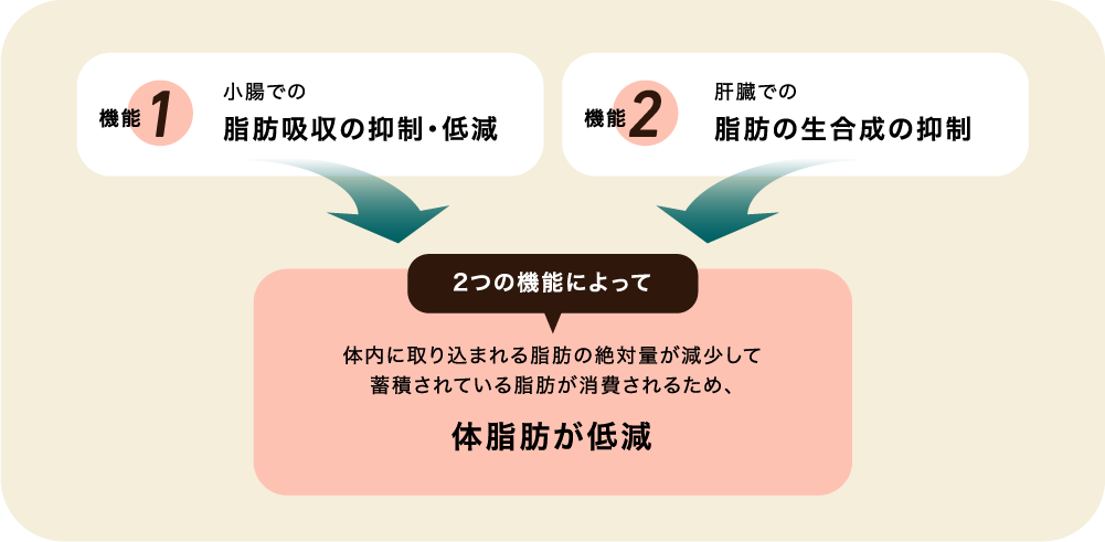 機能1小腸での
脂肪吸収の抑制・低減 機能2肝臓での脂肪の生合成の抑制 2つの機能によって体内に取り込まれる脂肪の絶対量が減少して蓄積されている脂肪が消費されるため、体脂肪が低減