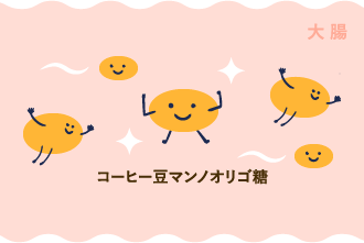 コーヒー豆マンノオリゴ糖は、消化されずに大腸へ到着!
