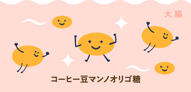 コーヒー豆マンノオリゴ糖は、消化されずに大腸へ到着!