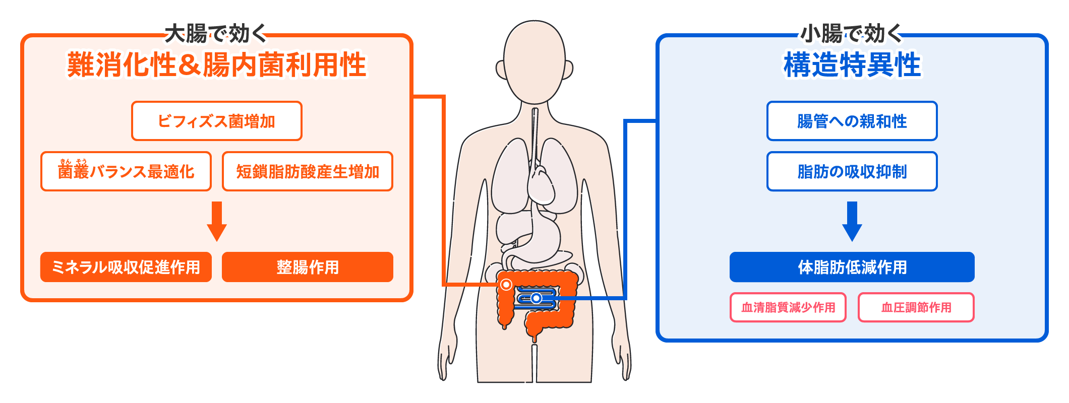 大腸で効く　難消化性＆腸内菌利用性　菌叢バランス最適化　短鎖脂肪酸産生増加　ミネラル吸収促進作用　ビフィズス菌増加　整腸作用　小腸で効く　構造特異性　腸管への親和性　脂肪の吸収抑制　血清脂質減少作用　血圧調節作用　血糖値改善作用　体脂肪低減作用