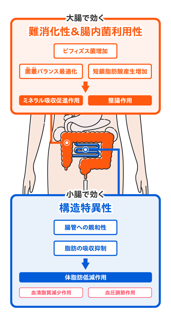 大腸で効く　難消化性＆腸内菌利用性　菌叢バランス最適化　短鎖脂肪酸産生増加　ミネラル吸収促進作用　ビフィズス菌増加　整腸作用　小腸で効く　構造特異性　腸管への親和性　脂肪の吸収抑制　血清脂質減少作用　血圧調節作用　血糖値改善作用　体脂肪低減作用