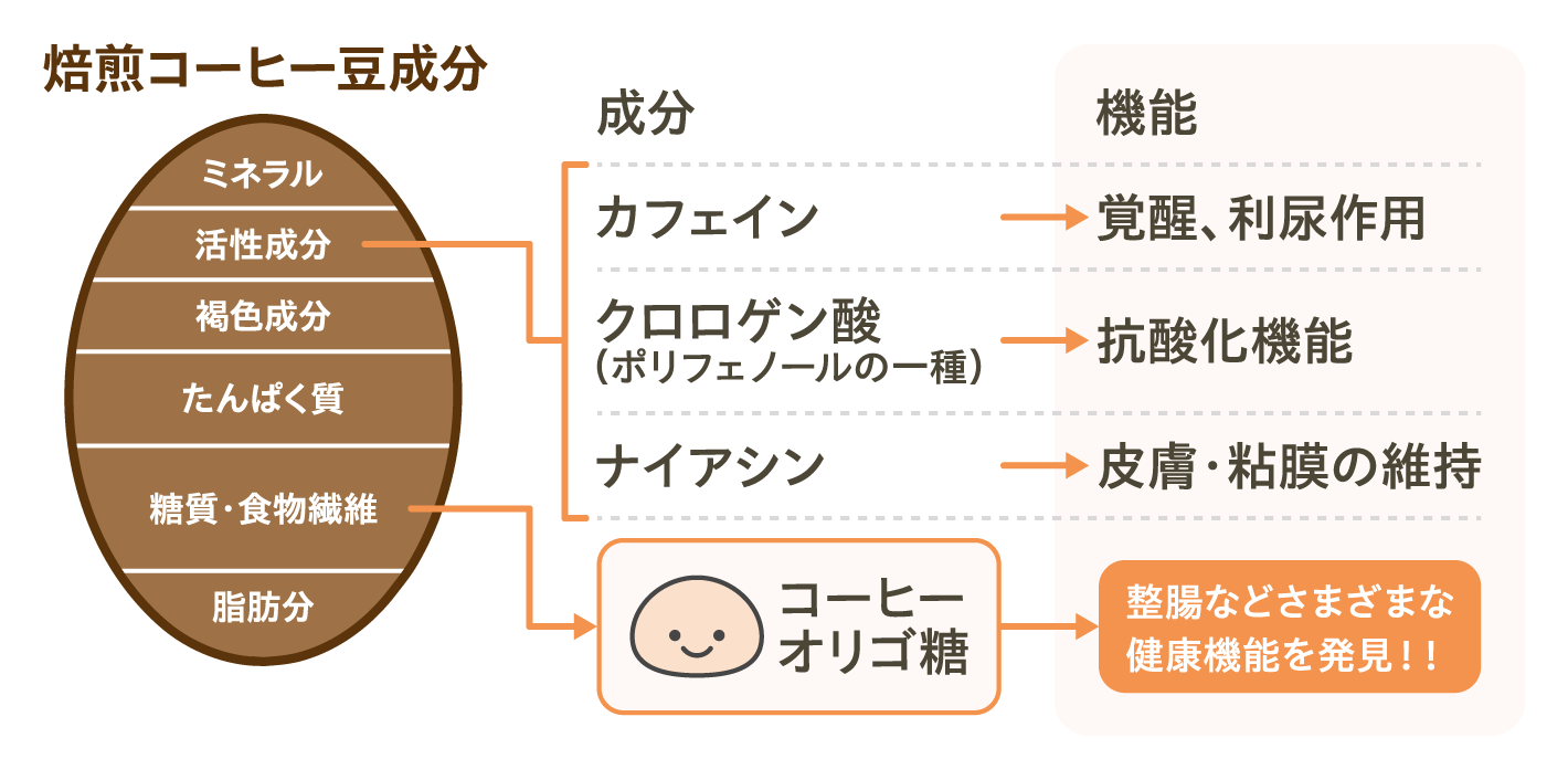 焙煎コーヒー豆成分　成分　機能　ミネラル　活性成分　褐色成分　たんぱく質　糖質・食物繊維　脂肪分　カフェイン　クロロゲン酸（ポリフェノールの一種）ナイアシン　コーヒーオリゴ糖　覚醒、利尿作用　抗酸化機能　皮膚・粘膜の維持　整腸などさまざまな健康機能を発見！！