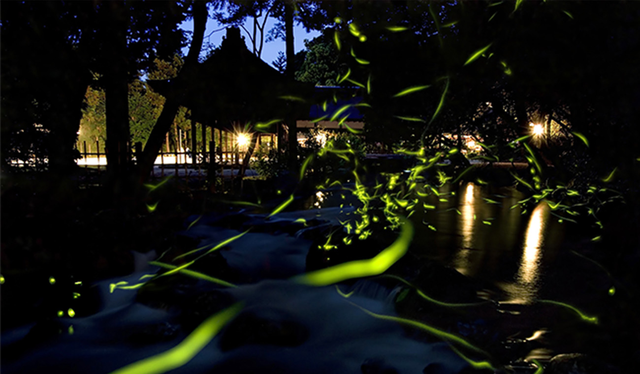 行事の報告 Vol.9「京都の四季を味わう神山湧水珈琲会」～初夏の蛍と夜カフェ～ 体験催事