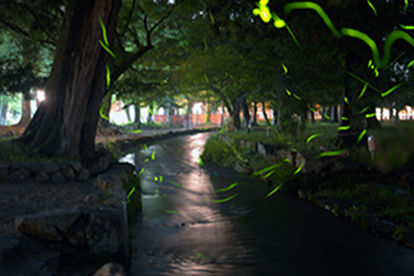 上賀茂神社の夏の風物詩である『蛍観賞ツアー』を体験